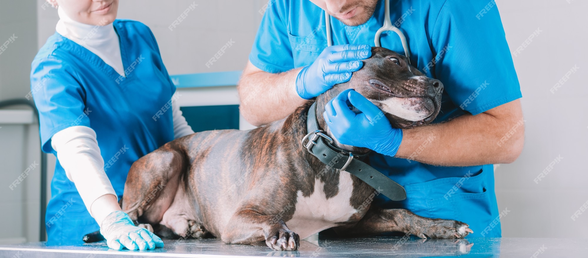 Premium Photo | Picture of a bulldog at a vet appointment. male therapist  and female nurse. the dog lies on the examination table. veterinary  medicine concept. mixed media
