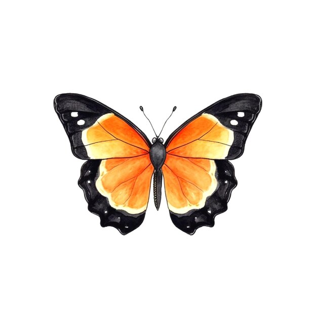 picture of butterfly