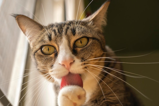 Foto la foto del gatto che lecca la mano è molto carina