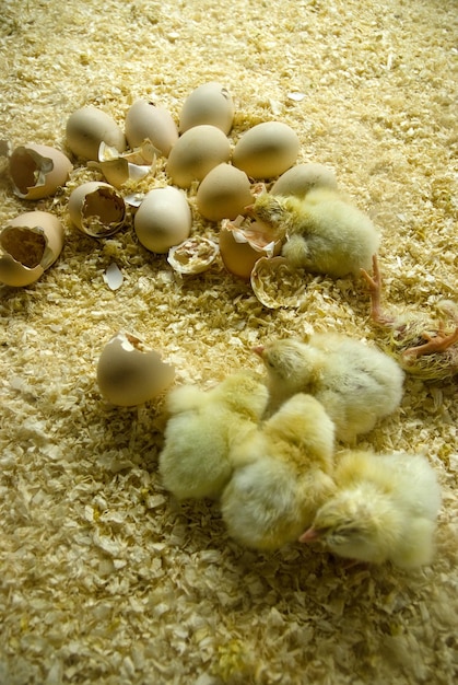 卵から出たばかりの鶏の写真
