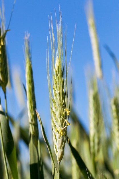 Picture, a close-up shows the immature cereals green