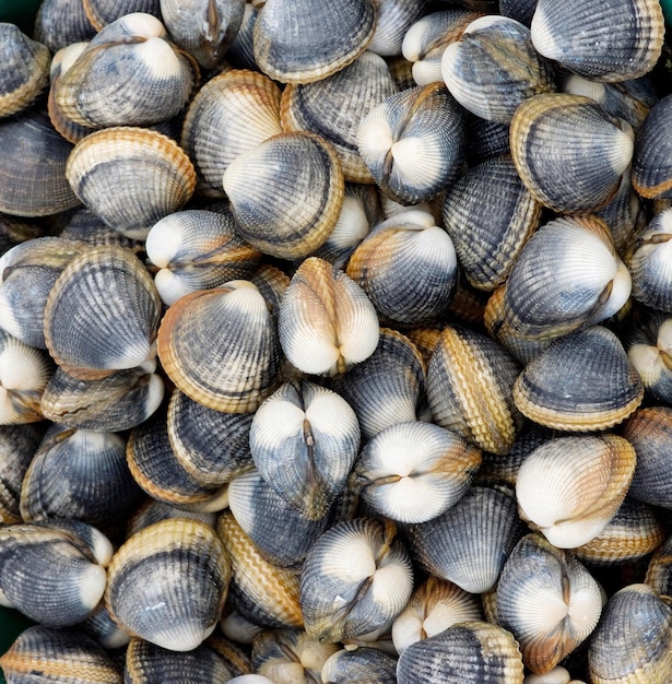 Picture of closed clams ideal for background and textures