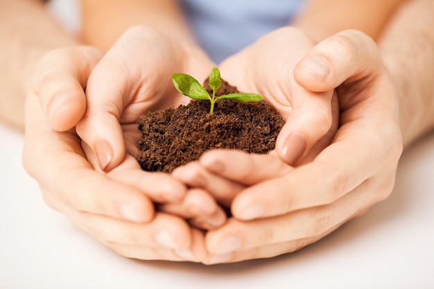 picture of couple hands with green sprout and ground