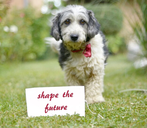 Photo picture of a the cute black and white adopted stray dog on a green grass blank invitation for text focus on a head of dog