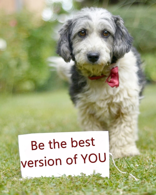 Photo picture of a the cute black and white adopted stray dog on a green grassfocus on a head of dog card with text