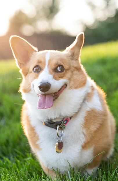 可愛い犬の写真