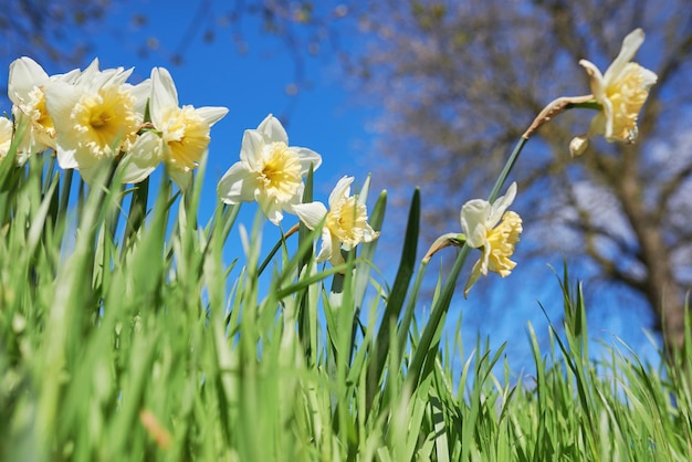 A picture of daffodils with the sky in the background.