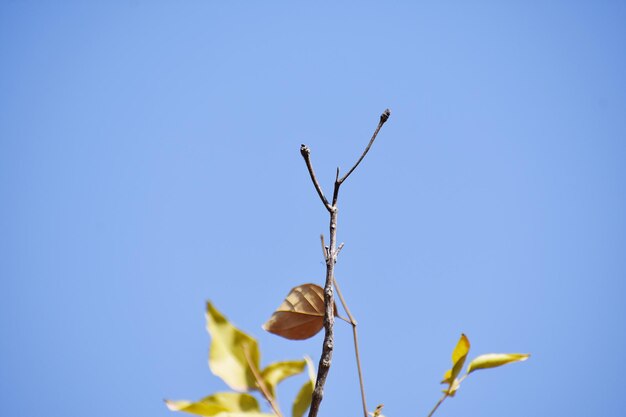 picture Dry leaves on a tree Withered leaves that did not fall over the winter