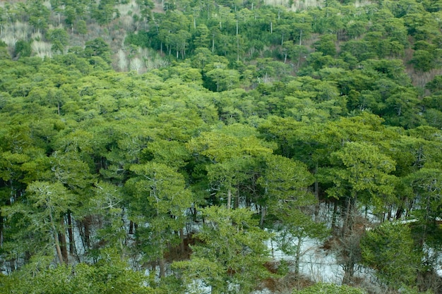 Picture of evergreen firest of pine trees