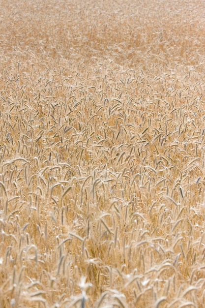 Photo picture of field with ripe gold ripe wheat