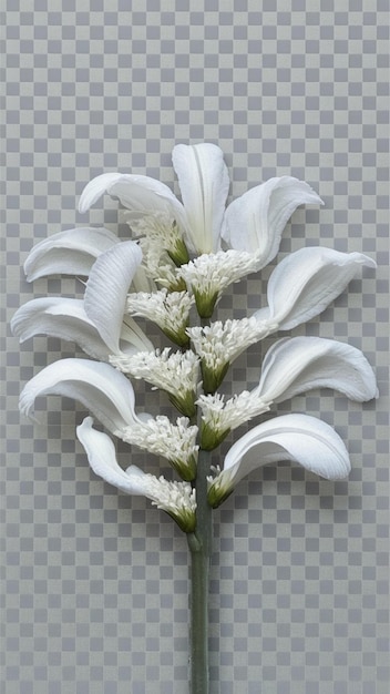 a picture of a flower with the word lily on it