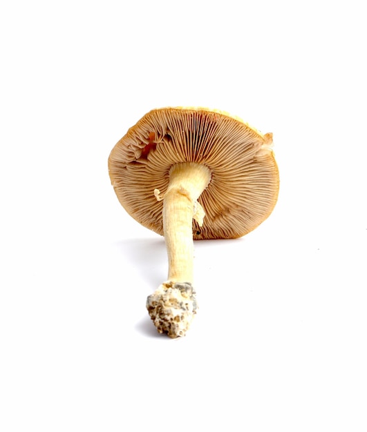 picture of a fresh harvested mushroom