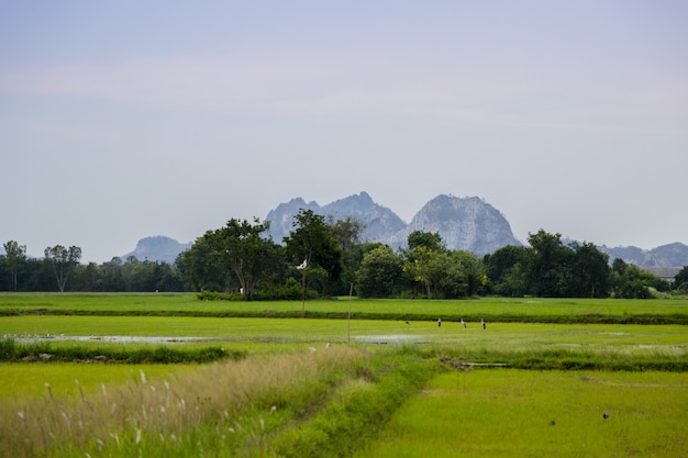 Picture of the green and gold rice fields with the background of mountain