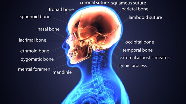 a picture of a human head with the word bones on it