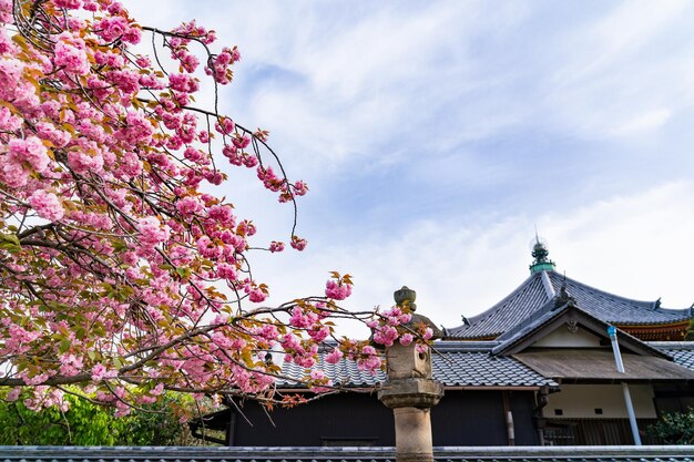 Photo a picture of the japanese traditional temple with beautiful pink sakura tree