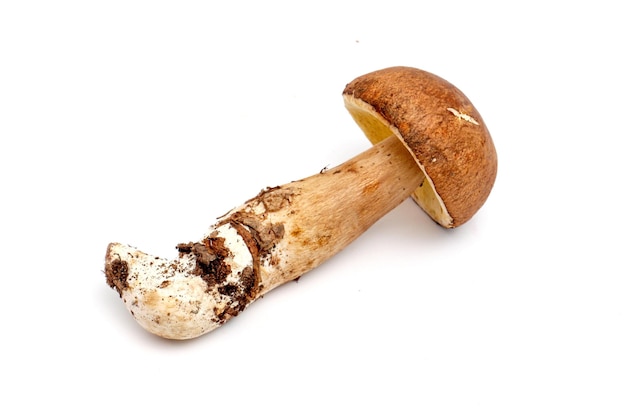 picture of a just harvested mushrooms boletus edulis