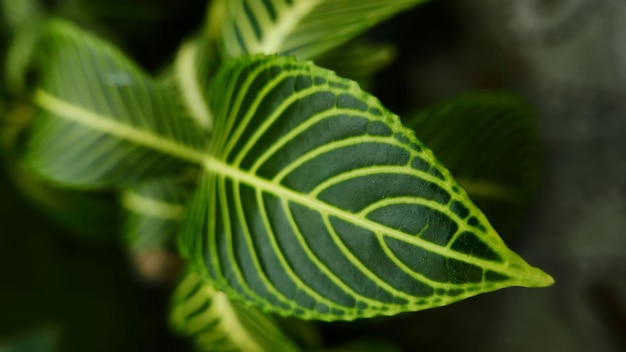 キノコ科の属、またはゼブラ植物としても知られる Aphelandra squarrosa Nees と呼ばれる植物の葉の写真