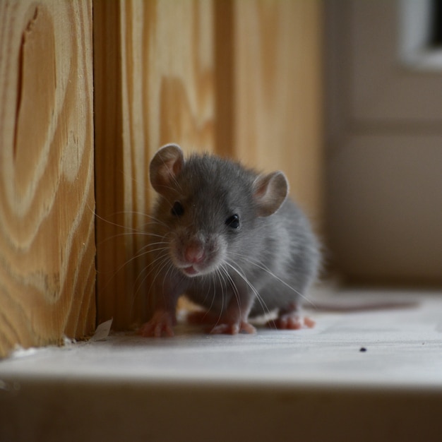 Foto foto di un piccolo ratto grigio