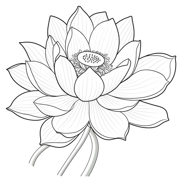 Photo picture of lotus