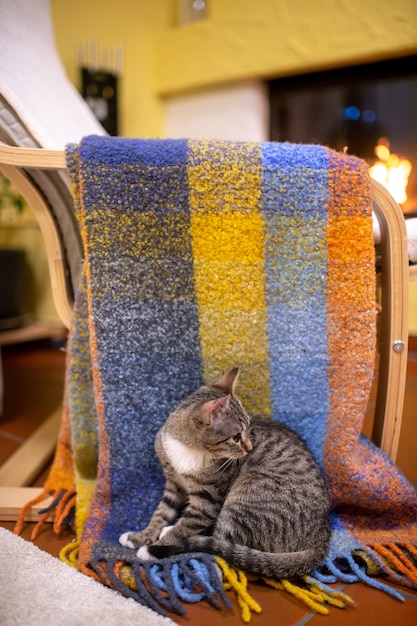 Picture of lovely cat lies on a colorful coverlet