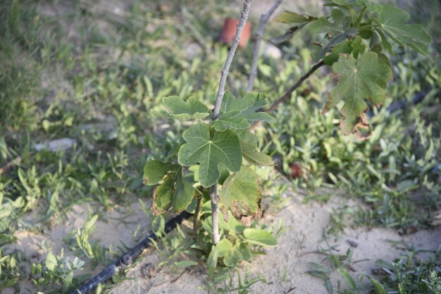 農地の1つにある自然の緑の植物の写真