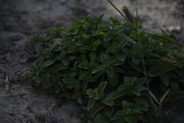 農地の1つにある自然の緑の植物の写真