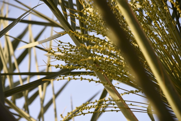 A picture of natural green plants in one of the farms agricultural lands the beauty of nature in