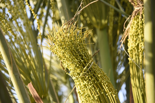 A picture of natural green plants in one of the farms agricultural lands the beauty of nature in