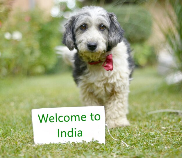 사진 초록 잔디 위에서 귀여운 흑백 채택 방랑 개 개 머리에 초점을 맞추는 문자 인도에 오신 것을 환영합니다.