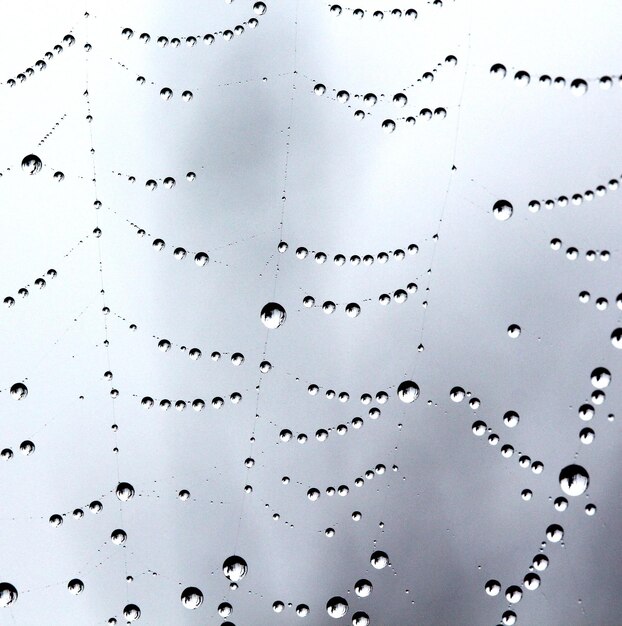 사진 이슬 방울이 맺힌 거미줄의 그림 추상적인 배경