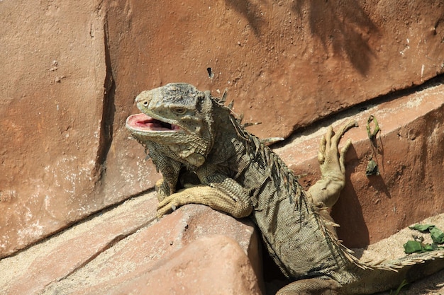 写真 動物園の爬虫類の一種のイグアナ イグアナは草食類のトカゲの一種です