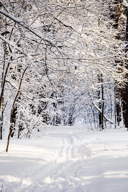 Картина зимних деревьев со снегом и голубым небом в течение дня