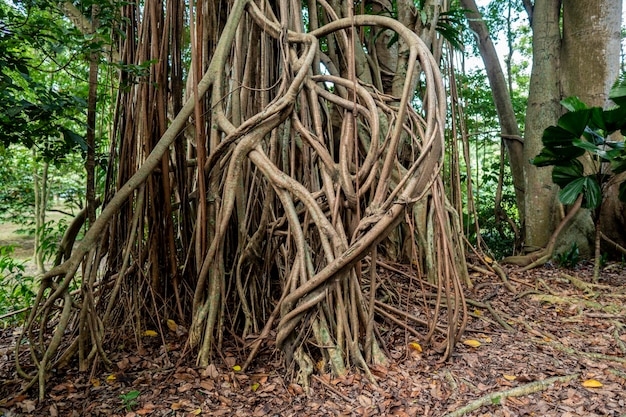 Picture of an old tree with big unique roots and trunk