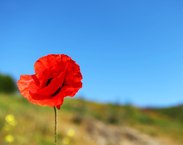 Picture of one red poppy and blue sky