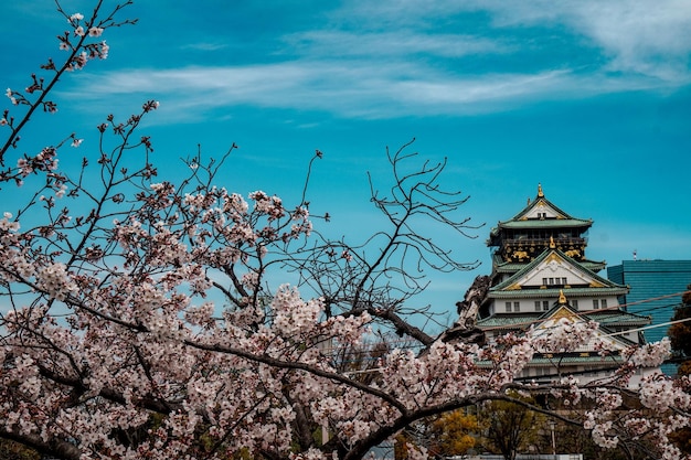 Фотография замка Осаки, сделанная весной с цветущей вишней