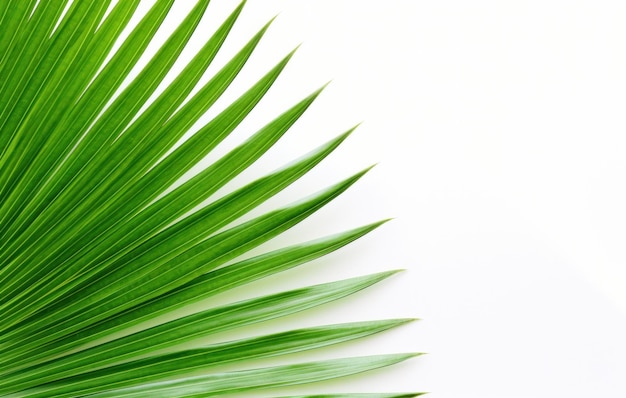 a picture of a palm leaf on a white surface