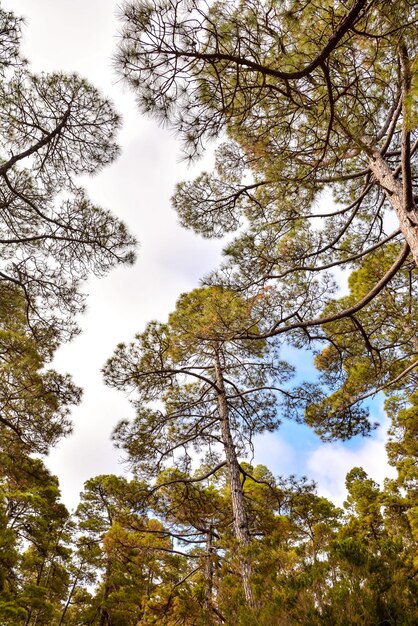 Picture Photo of Green High Pine Tree View