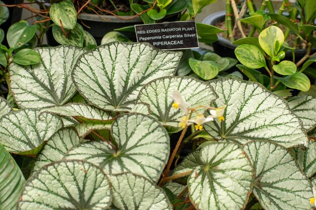 Photo the picture of plant called begonia grey ghost