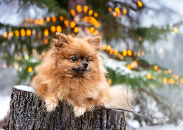 picture of pomeranian in the nature in autumn