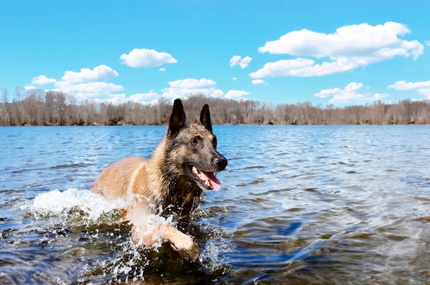 Picture of a purebred belgian sheepdog malinois in the river