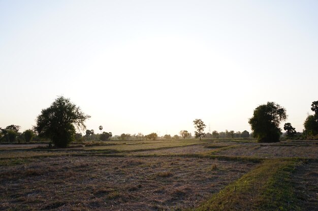 Photo picture of the rice plant that has just been cut