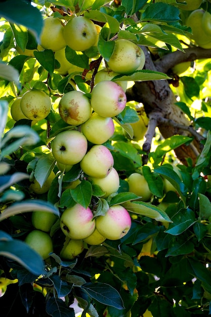 picture of a Ripe Apples in Orchard ready for harvestingMorning shot