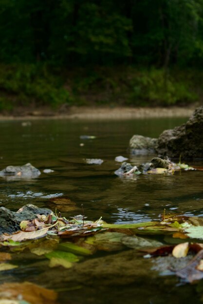 a picture of a river with a bunch of leaves on the water