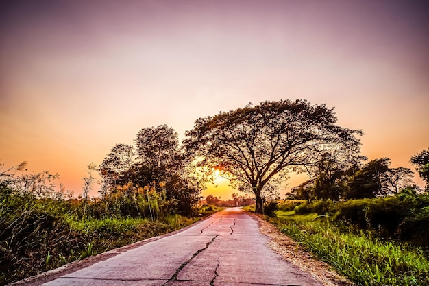 Picture of road at sunset silhouette background road between\
trees and beautiful