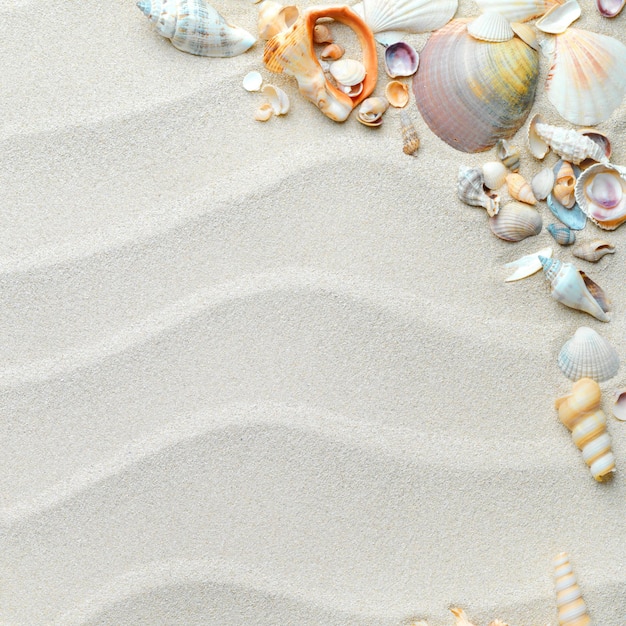 a picture of shells and shells on the sand with a beach scene