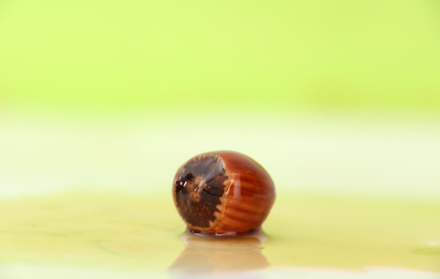 Photo picture of a single hazelnut on a white green background