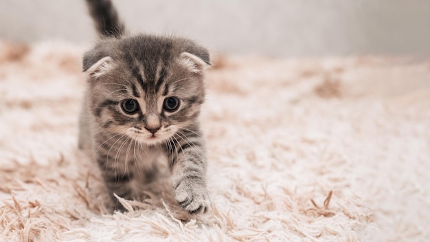 A picture of a small striped kitten walking on a soft blanket Light background