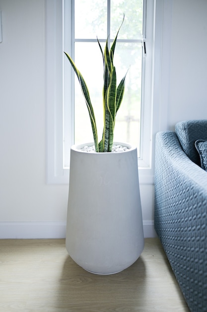 Photo picture of snake plant, a tree that adorns the house