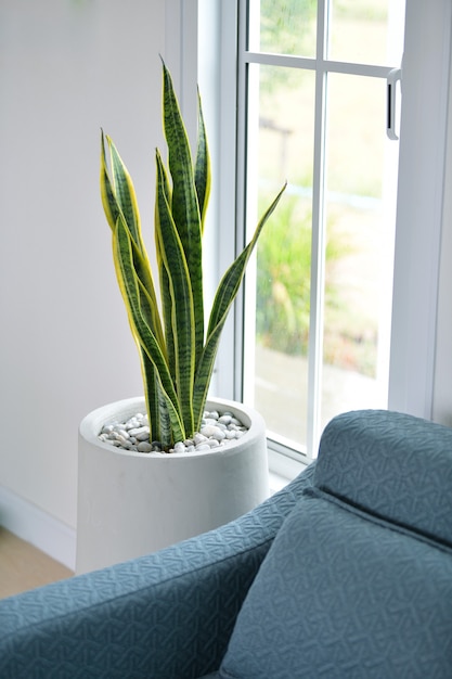 Photo picture of snake plant, a tree that adorns the house