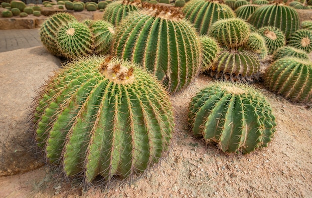 A picture of some cactus balls